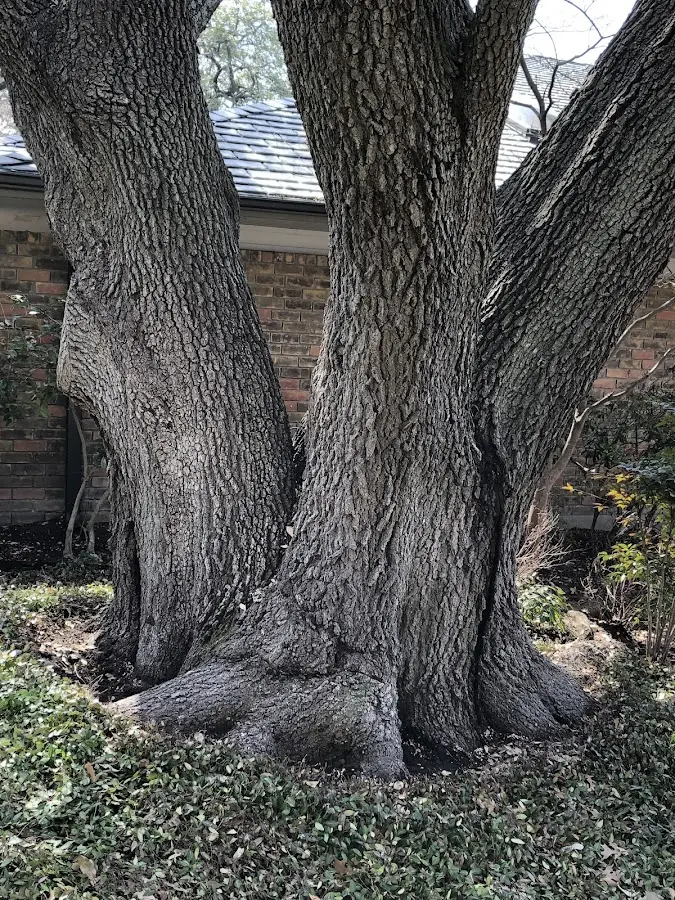 Mature heritage tree close to a Saint Joe property cared for by certified arborists
